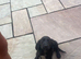cockerspaniel puppies