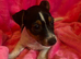 Tiny jack Russell