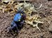 Special Offer Set Up with a Vampire Crab at Birmingham Reptiles