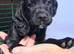 SPROCKER (ENGLISH SPRINGER X COCKER SPANIEL) PUPS