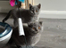 Beautiful Scottish Fold & Straight kittens