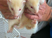 Ferrets