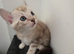 TICA Registered Bengal Kittens – Stunning Colours(3 left)