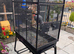 African grey parrot for sale