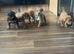 Lakeland terrier pups