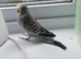Baby budgies