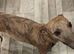 KC reg Blue Brindle Female Whippet