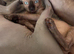 Sphynx full hairless no hair no where