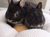 Beautiful Netherland dwarf bunnies