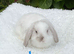 Pure bred mini lops