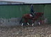 Ror eligible showing / Dressage prospect