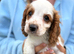 Cavapoo Puppie’s Ready Now