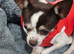 A loving Forever Home Wanted for Beautiful 2yr old Charlii