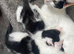 3 female kittens ready to go