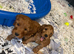 Cockapoo pups