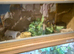 Ball python with vivarium