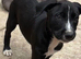 Lurcher pup for new home