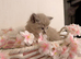 Beautiful Ragdoll kittens