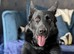 Kc registered German shepherd stud