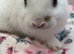 Netherlands and mini lops