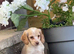 F2 cockapoo puppy boys ready to go to their new family