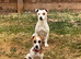 Jack Russell