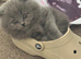 5 Chunky British shorthair girls