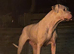 Presa Canario cross mastiff mix