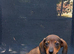 Dachshund puppies