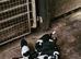 Border collies