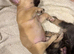 3 beautiful French bulldog puppies