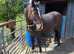 SHIRE X SPORTS HORSE - PRICE REDUCED!