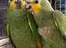 Stunning Amazon parrot for sale