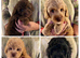 READY NOW!!! Stunning Labradoodles (Miniature) From Health tested parents