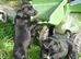 Labrador x collie puppies for sale