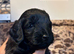 Beautiful F3 Cockapoo Puppies