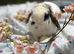 Dwarf mini lop male