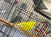 budgies
