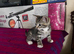 Adorable tabby kittens