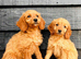 Miniature Golden Doodle Litter