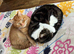 Two beautiful cats looking for a loving home together ️