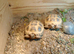 baby horsfield tortoises