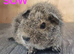 Beautiful Baby guinea pigs for sale
