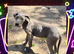 Great dane puppies for sale