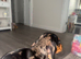 Miniature dachshund