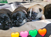 Last French bulldog puppy (male)