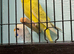 Beautiful colour baby budgies