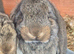 French lop baby Doe
