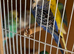 3 budgies looking for new home