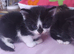 Bengal Cross Kittens 2 little girls left
